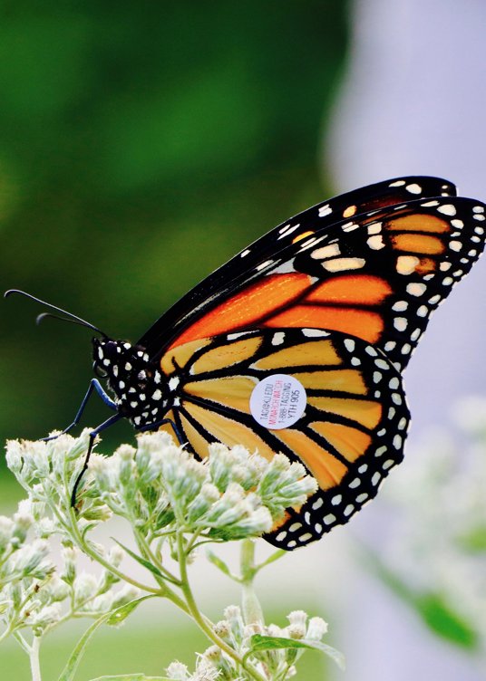 Monarch Butterfly Tagging!