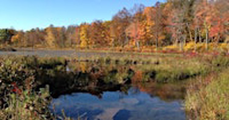Foliage Walk around Sawmill Lake