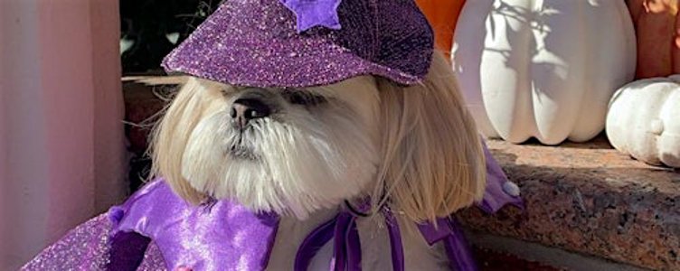 NYC SHIH TZU MEETUP, THE OG