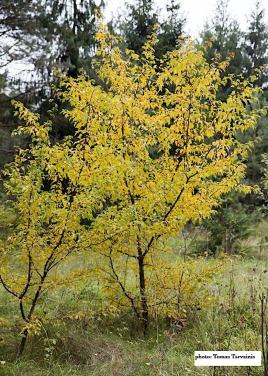 Paint Making with Invasive Plants