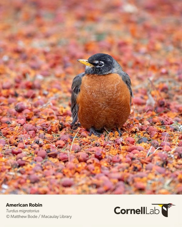 Mindful Birding at Sapsucker Woods