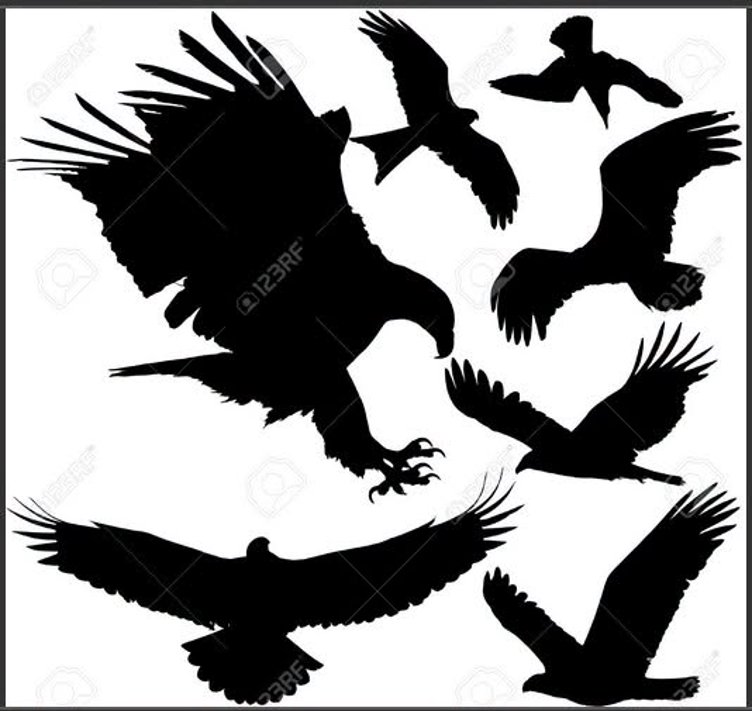 HALLOWEEN PARTY & COSTUME CONTEST: WE'RE GOING TO THE BIRDS!!!