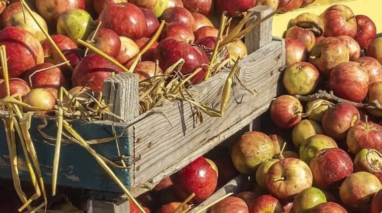 An Apple a Day: The Apples of the Hudson Valley with Kevin Clark