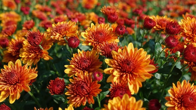 2026 Fall Plant Swap