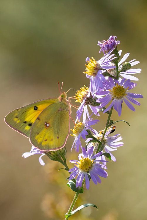 Jenny Elder Fitch Memorial Lecture: Digging Deeper into Ecological Horticulture