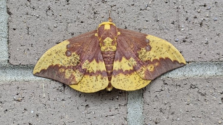 Family Moth Night at White Deer Park in Garner 2026-09-18