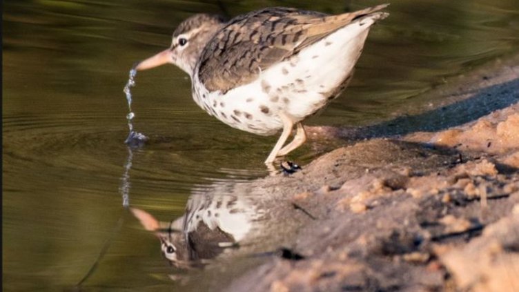 Birding at Bass Lake - 2026-0906