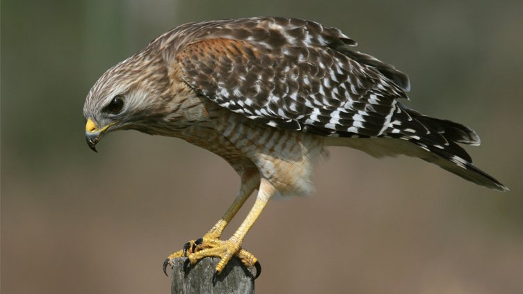 First Friday Bird Walk at Lake Benson Park 2026-09-04 (Register Off-Meetup)