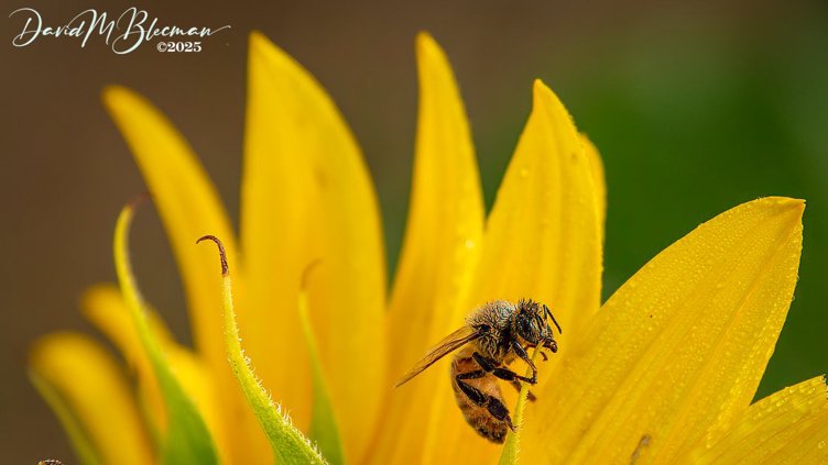 The Most AMAZING Sunflower Fields