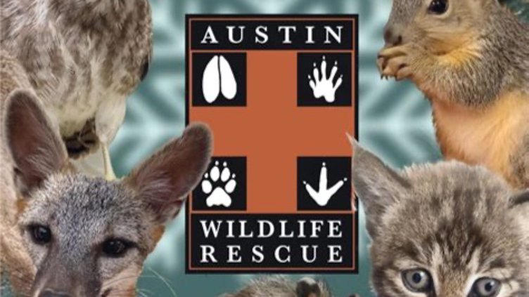 Austin Wildlife Rescue Volunteering