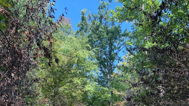 Red-Lenape Trails w/ Sharon Salmon ~6 miles